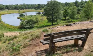 Holzbank mit Blick auf einen Teich im Nationalpark Maasduinen, umgeben von grünen Bäumen und Sand.