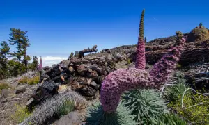 Blühende Tajinasten auf La Palma, ideal für eine Wanderung. Im Hintergrund verbranntes Holz und Kiefern.