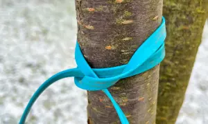 Ein blauer Gurt sichert zwei junge Bäume mit einem doppelten Mastwurf.
