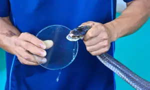 Mann hält Schlange, die auf Glas beißt. Auf dem Arm ist eine schlangenbiss wunde zu sehen.