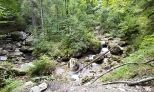 Ein kleiner Bach plätschert durch die felsige Reichenbachklamm bei Pfronten, umgeben von üppigem Grün und hohen Bäumen.