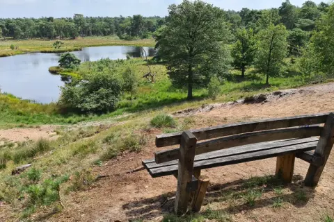 Holzbank mit Blick auf einen Teich im Nationalpark Maasduinen, umgeben von grünen Bäumen und Sand.