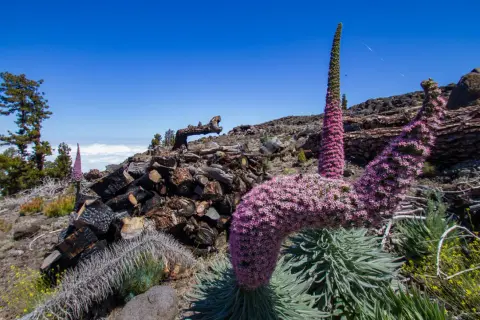 Blühende Tajinasten auf La Palma, ideal für eine Wanderung. Im Hintergrund verbranntes Holz und Kiefern.