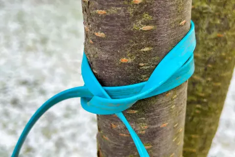 Ein blauer Gurt sichert zwei junge Bäume mit einem doppelten Mastwurf.
