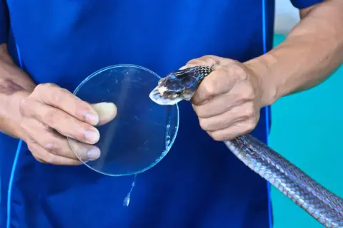 Mann hält Schlange, die auf Glas beißt. Auf dem Arm ist eine schlangenbiss wunde zu sehen.