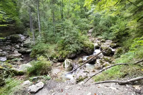 Ein kleiner Bach plätschert durch die felsige Reichenbachklamm bei Pfronten, umgeben von üppigem Grün und hohen Bäumen.