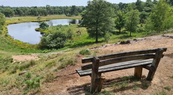 Holzbank mit Blick auf einen Teich im Nationalpark Maasduinen, umgeben von grünen Bäumen und Sand.