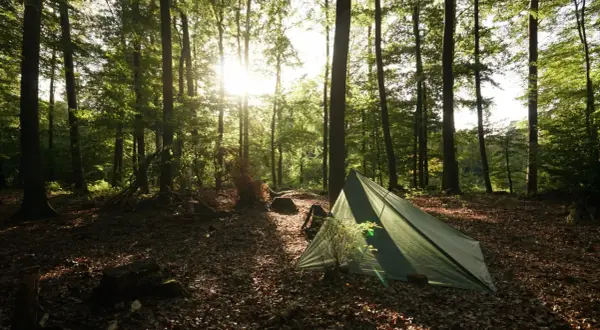 Ein grünes Zelt steht im sonnendurchfluteten Wald. Die Frage "darf man im Wald zelten?" wird hier mit einer friedlichen Szene beantwortet.