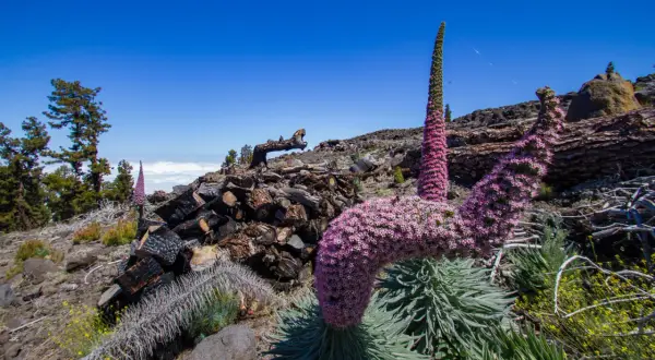 Blühende Tajinasten auf La Palma, ideal für eine Wanderung. Im Hintergrund verbranntes Holz und Kiefern.