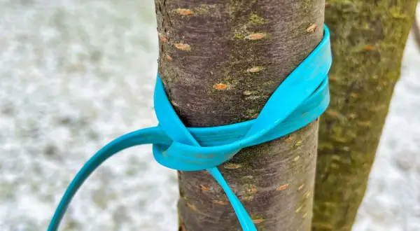 Ein blauer Gurt sichert zwei junge Bäume mit einem doppelten Mastwurf.