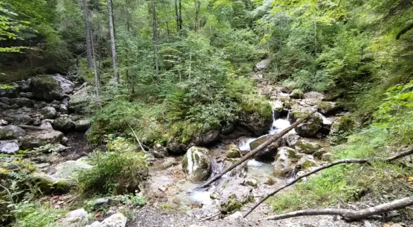 Ein kleiner Bach plätschert durch die felsige Reichenbachklamm bei Pfronten, umgeben von üppigem Grün und hohen Bäumen.