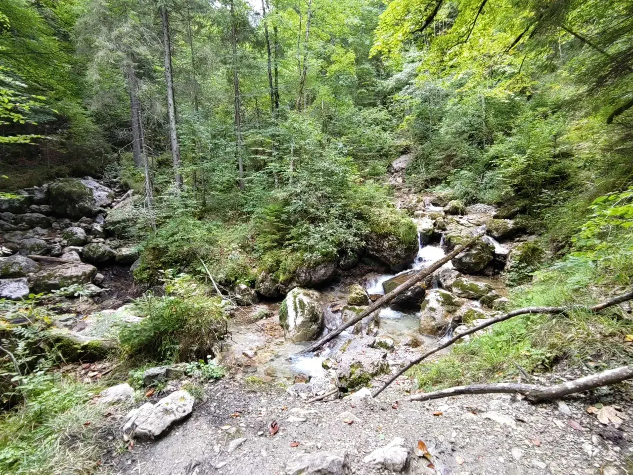Ein kleiner Bach plätschert durch die felsige Reichenbachklamm bei Pfronten, umgeben von üppigem Grün und hohen Bäumen.