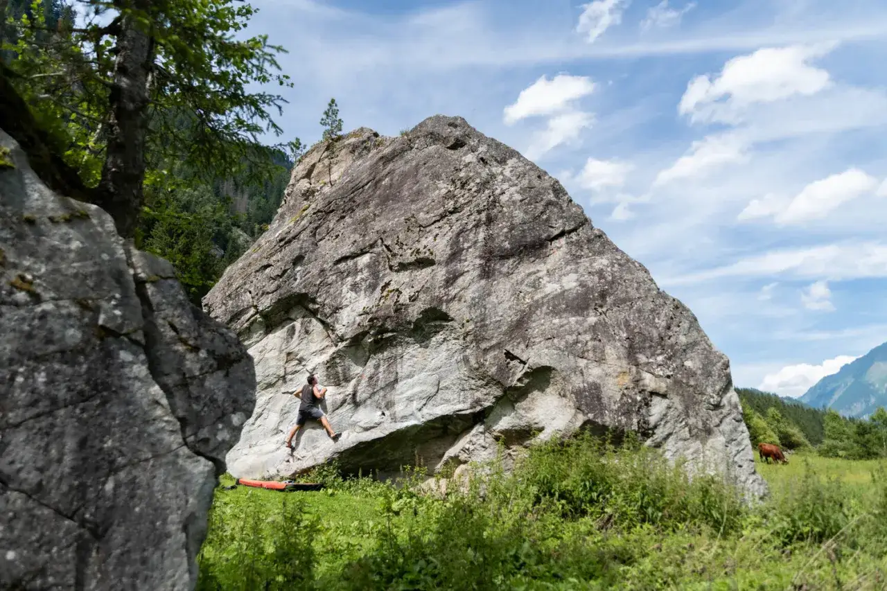 Ein Mann klettert an einem Felsen im Zillertal. Bouldern in der Natur mit Kühen auf der Weide.