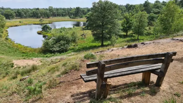 Holzbank mit Blick auf einen Teich im Nationalpark Maasduinen, umgeben von grünen Bäumen und Sand.