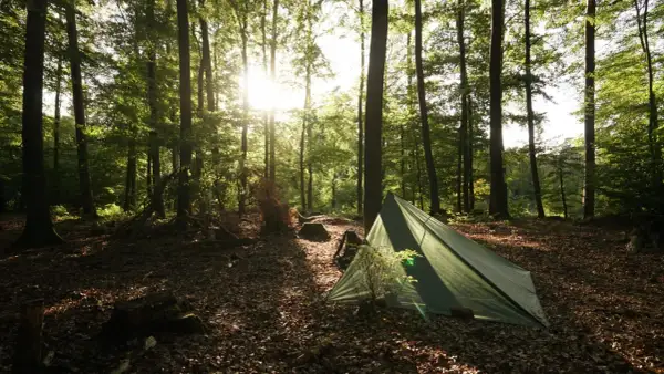 Ein grünes Zelt steht im sonnendurchfluteten Wald. Die Frage "darf man im Wald zelten?" wird hier mit einer friedlichen Szene beantwortet.