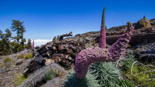 Blühende Tajinasten auf La Palma, ideal für eine Wanderung. Im Hintergrund verbranntes Holz und Kiefern.