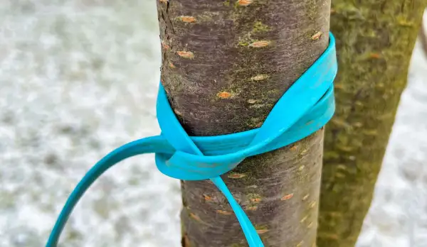 Ein blauer Gurt sichert zwei junge Bäume mit einem doppelten Mastwurf.